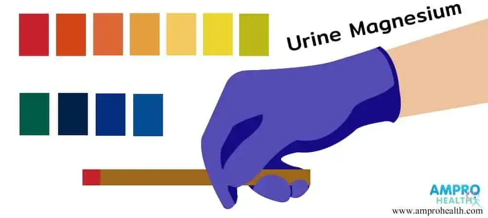 การตรวจปัสสาวะหาค่า Urine Magnesium การตรวจปัสสาวะหาค่า Urine Magnesium