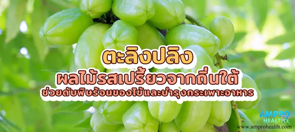 ตะลิงปลิง ผลไม้รสเปรี้ยวจากถิ่นใต้ ช่วยดับพิษร้อนของไข้และบำรุงกระเพาะอาหาร ตะลิงปลิง ผลไม้รสเปรี้ยวจากถิ่นใต้ ช่วยดับพิษร้อนของไข้และบำรุงกระเพาะอาหาร