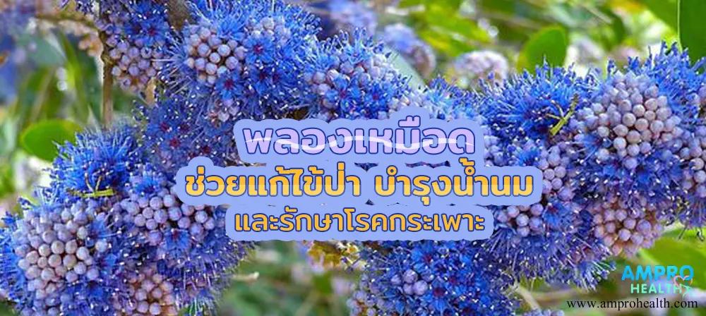 พลองเหมือด ช่วยแก้ไข้ป่า บำรุงน้ำนมและรักษาโรคกระเพาะ พลองเหมือด ช่วยแก้ไข้ป่า บำรุงน้ำนมและรักษาโรคกระเพาะ