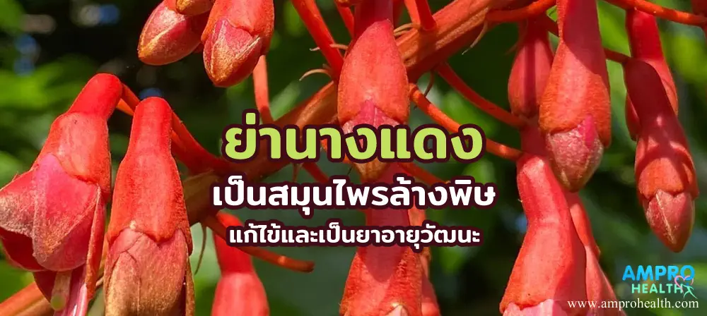ย่านางแดง เป็นสมุนไพรล้างพิษ แก้ไข้และเป็นยาอายุวัฒนะ ย่านางแดง เป็นสมุนไพรล้างพิษ แก้ไข้และเป็นยาอายุวัฒนะ