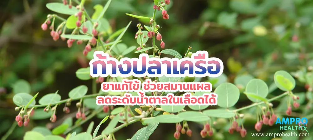 ก้างปลาเครือ ยาแก้ไข้ ช่วยสมานแผล ลดระดับน้ำตาลในเลือดได้ ก้างปลาเครือ ยาแก้ไข้ ช่วยสมานแผล ลดระดับน้ำตาลในเลือดได้