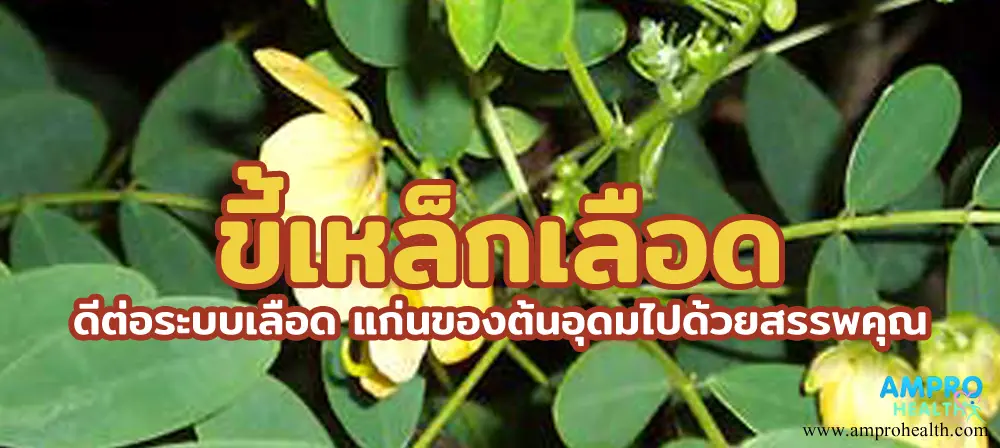 ขี้เหล็กเลือด - ขี้เหล็กเลือด ดีต่อระบบเลือด แก่นของต้นอุดมไปด้วยสรรพคุณ ขี้เหล็กเลือด ดีต่อระบบเลือด แก่นของต้นอุดมไปด้วยสรรพคุณ