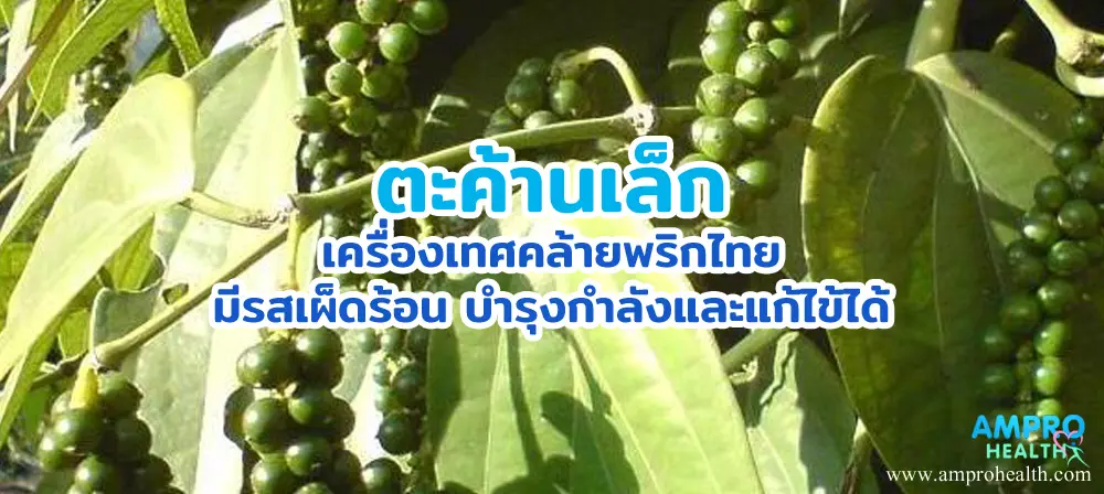ตะค้านเล็ก เครื่องเทศคล้ายพริกไทย มีรสเผ็ดร้อน บำรุงกำลังและแก้ไข้ได้ ตะค้านเล็ก เครื่องเทศคล้ายพริกไทย มีรสเผ็ดร้อน บำรุงกำลังและแก้ไข้ได้