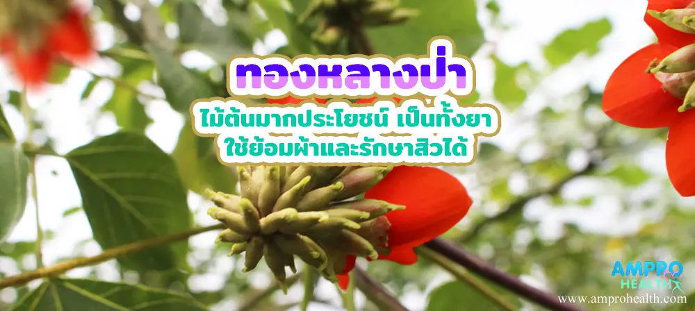 ทองหลางป่า ไม้ต้นมากประโยชน์ เป็นทั้งยา ใช้ย้อมผ้าและรักษาสิวได้ ทองหลางป่า ไม้ต้นมากประโยชน์ เป็นทั้งยา ใช้ย้อมผ้าและรักษาสิวได้