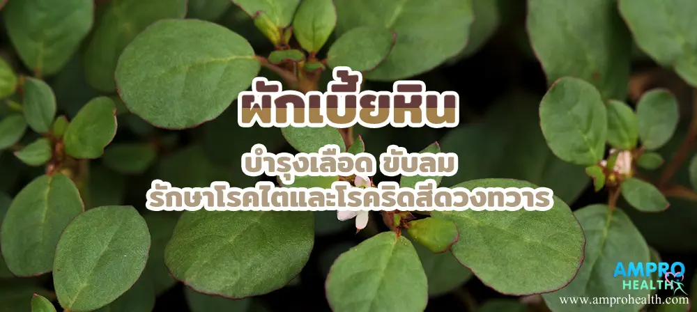 ผักเบี้ยหิน บำรุงเลือด ขับลม รักษาโรคไตและโรคริดสีดวงทวาร ผักเบี้ยหิน บำรุงเลือด ขับลม รักษาโรคไตและโรคริดสีดวงทวาร