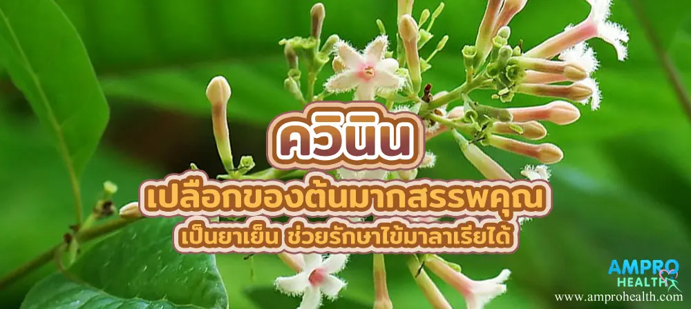 ควินิน เปลือกของต้นมากสรรพคุณ เป็นยาเย็น ช่วยรักษาไข้มาลาเรียได้ ควินิน เปลือกของต้นมากสรรพคุณ เป็นยาเย็น ช่วยรักษาไข้มาลาเรียได้