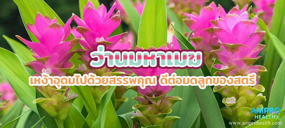 ว่านมหาเมฆ เหง้าอุดมไปด้วยสรรพคุณ ดีต่อมดลูกของสตรี ว่านมหาเมฆ เหง้าอุดมไปด้วยสรรพคุณ ดีต่อมดลูกของสตรี