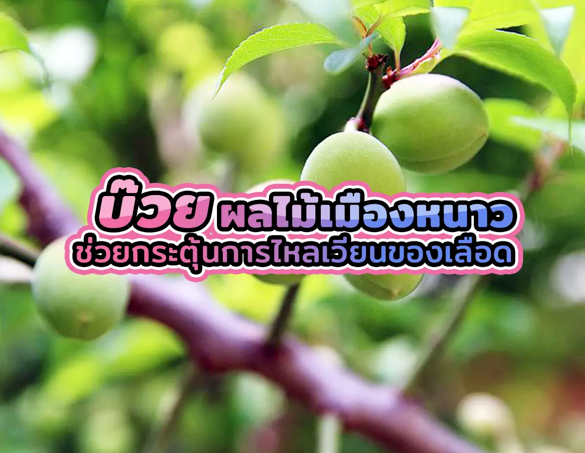 บ๊วย 1 - บ๊วยผลไม้เมืองหนาว ช่วยกระตุ้นการไหลเวียนของเลือด บ๊วย