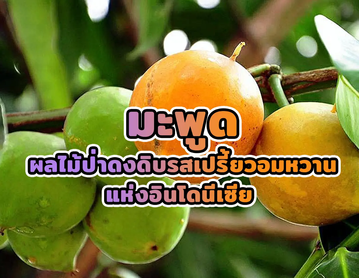 มะพูด 1 1 - มะพูด ผลไม้ป่าดงดิบรสเปรี้ยวอมหวานแห่งอินโดนีเซีย มะพูด