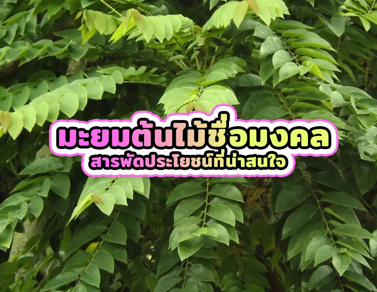 มะยม 1 - มะยมต้นไม้ชื่อมงคล สารพัดประโยชน์ที่น่าสนใจ มะยม