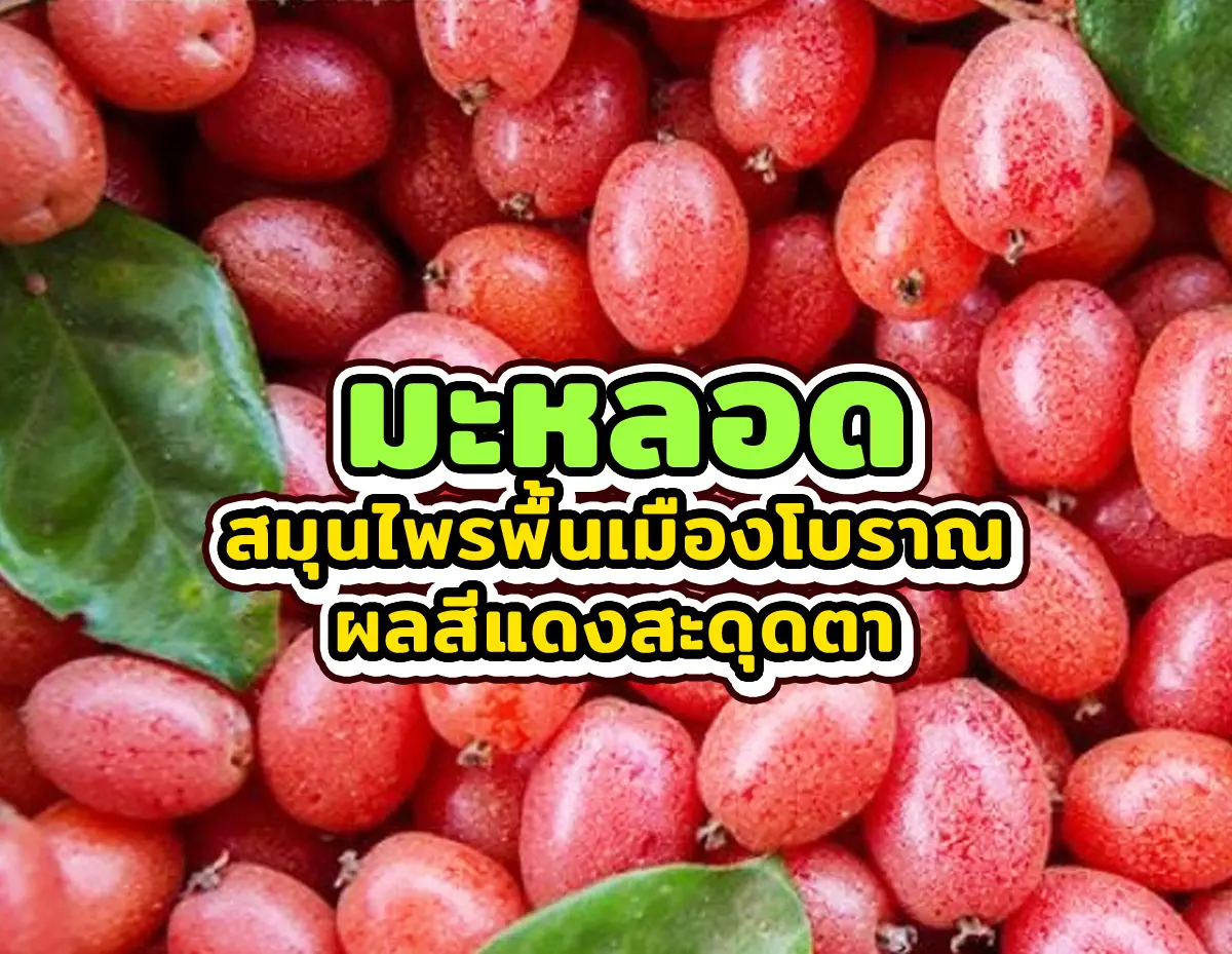 มะหลอด 2 - มะหลอด สมุนไพรพื้นเมืองโบราณผลสีแดงสะดุดตา มะหลอด
