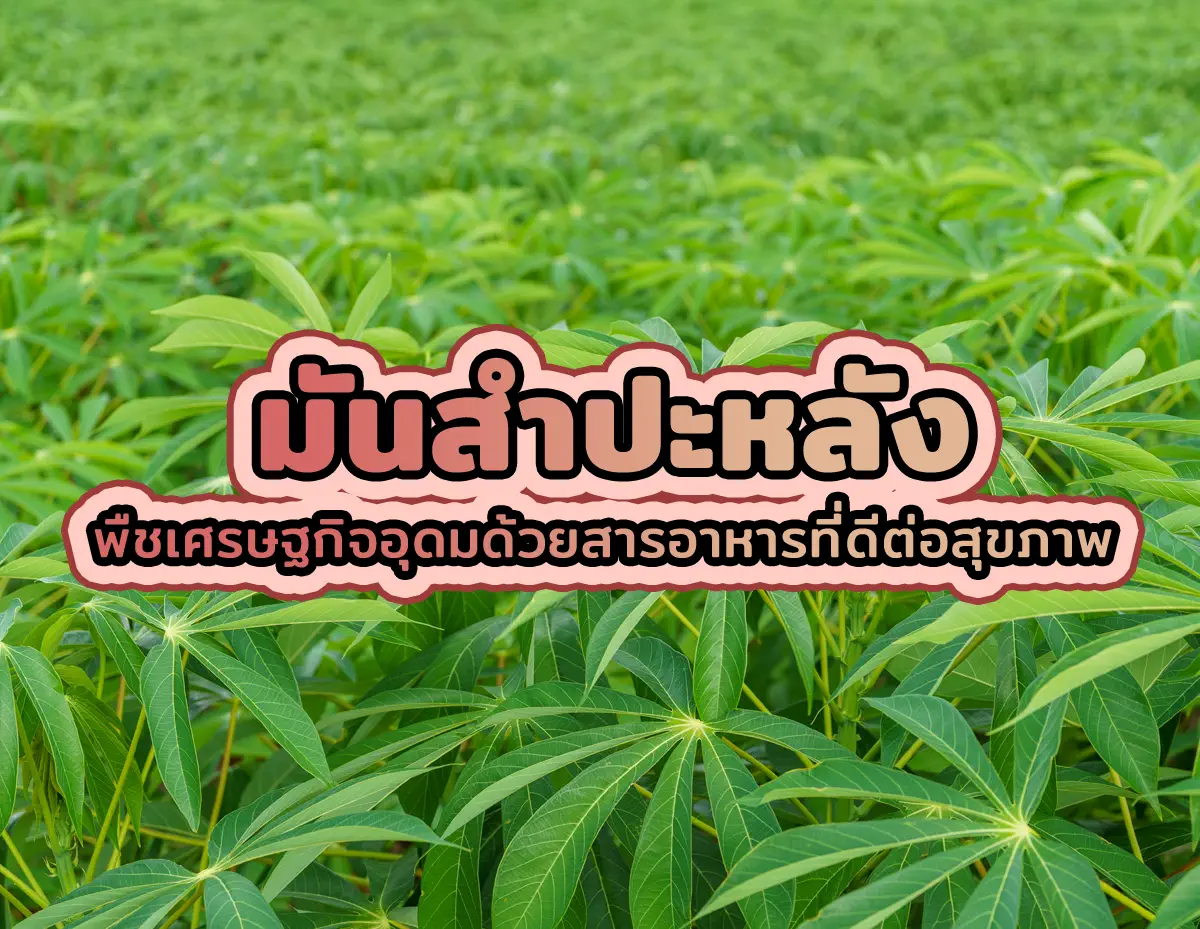มันสําปะหลัง 1 - มันสําปะหลัง พืชเศรษฐกิจอุดมด้วยสารอาหารที่ดีต่อสุขภาพ มันสำปะหลัง
