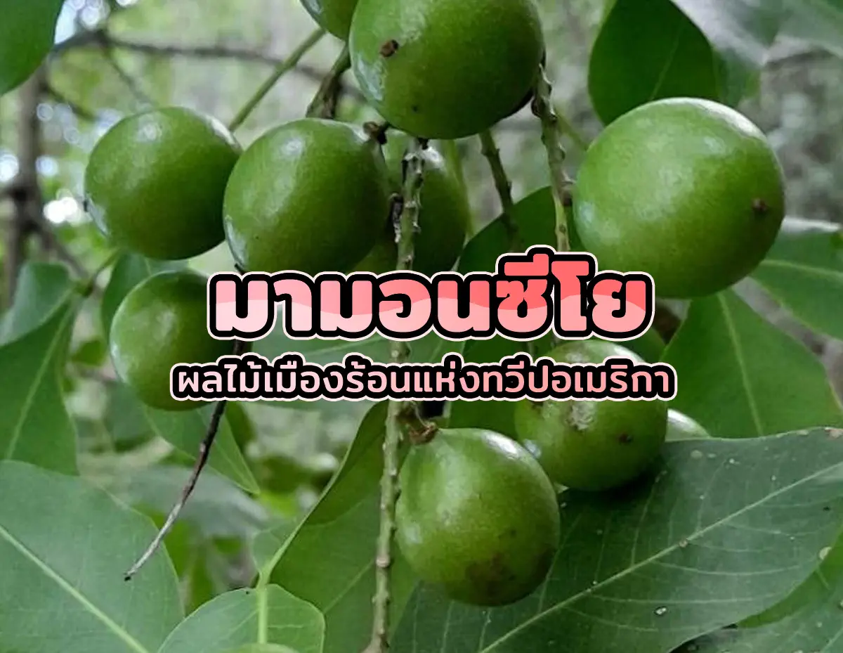มามอนซีโย 1 - มามอนซีโย ผลไม้เมืองร้อนแห่งทวีปอเมริกา มามอนซีโย