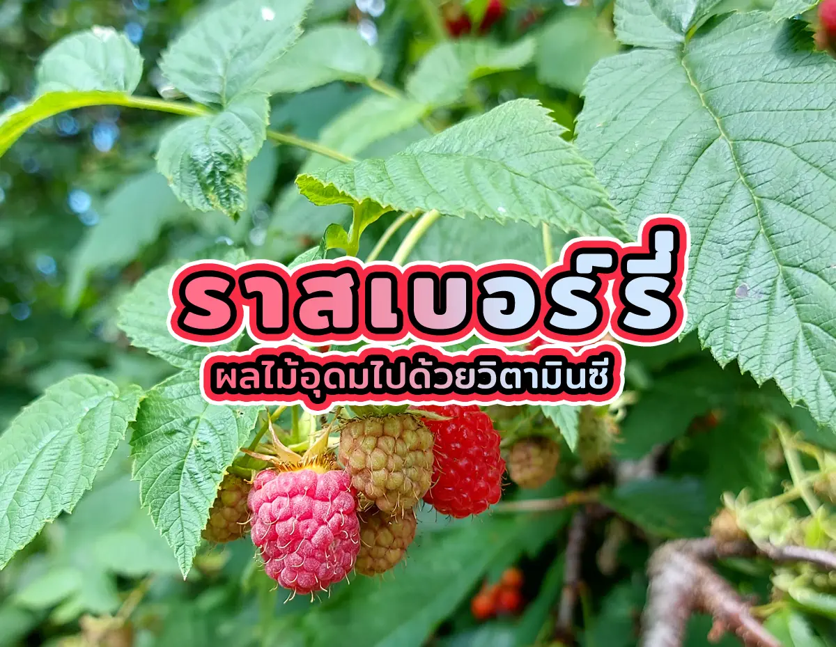 ราสเบอร์รี่ 1 - ราสเบอร์รี ผลไม้อุดมไปด้วยวิตามินซี ราสเบอร์รี