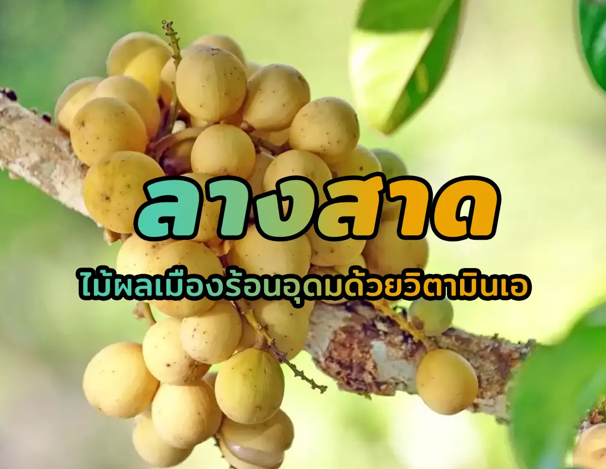 ลางสาด 1 - ลางสาด ไม้ผลเมืองร้อนอุดมด้วยวิตามินเอ ลางสาด