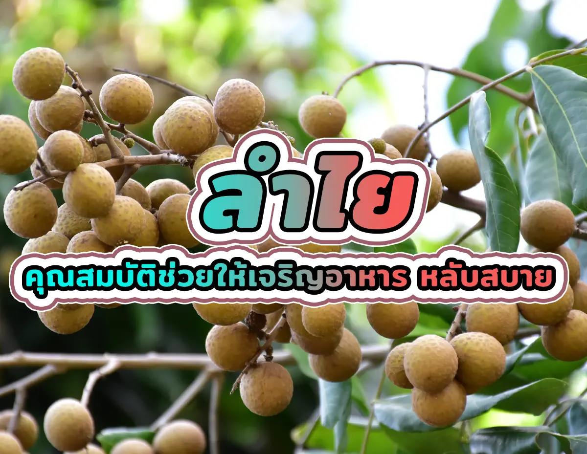 ลำไย 1 - ลำไย คุณสมบัติช่วยให้เจริญอาหาร หลับสบาย ลำไย