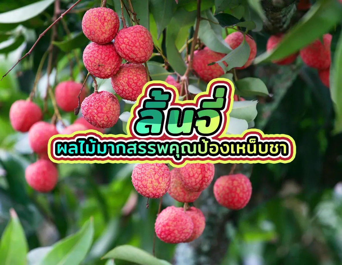 ลิ้นจี่ 1 - ลิ้นจี่ ผลไม้มากสรรพคุณป้องเหน็บชา ลิ้นจี่