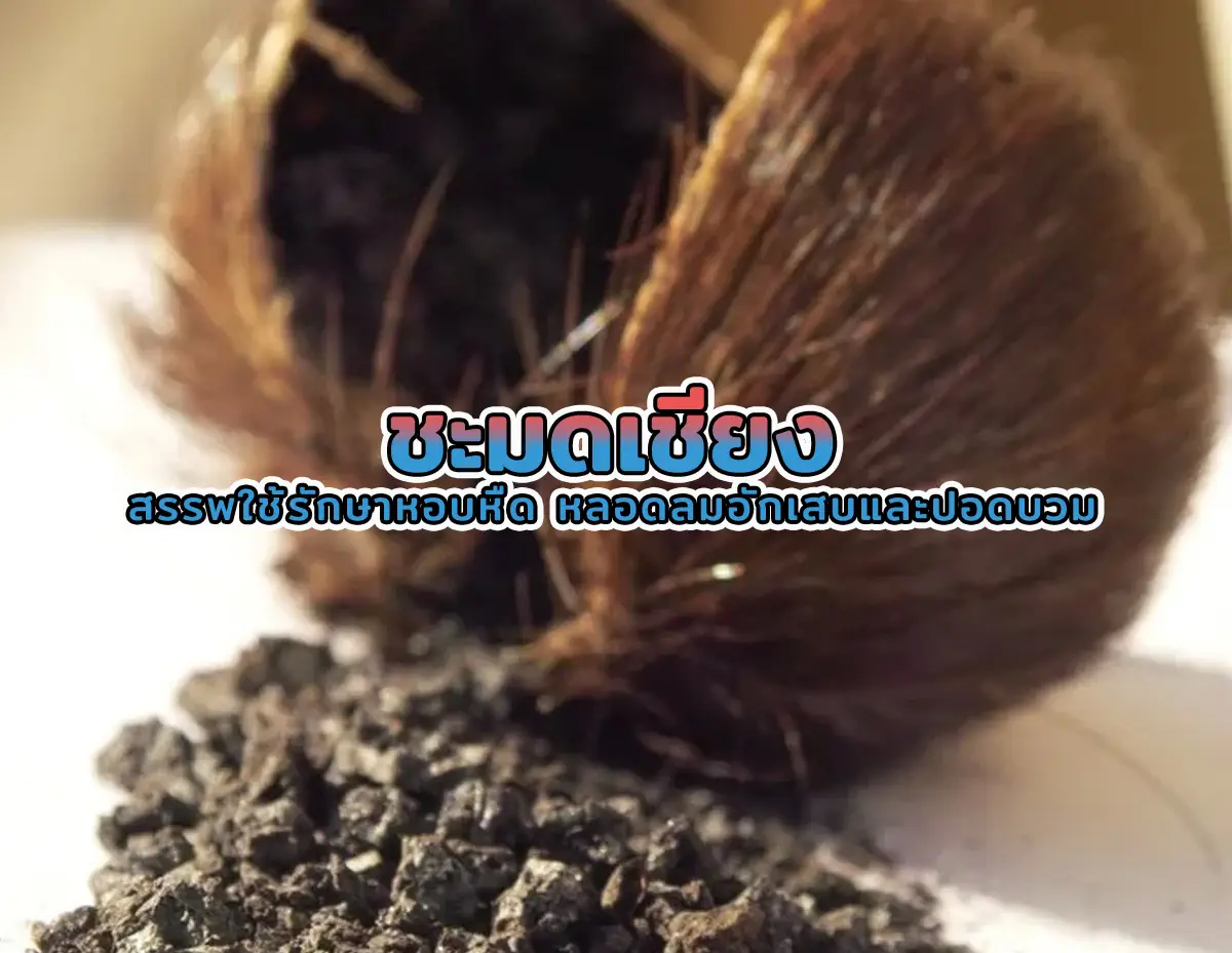 ชะมดเชียง 2 - ชะมดเชียง สรรพใช้รักษาหอบหืด หลอดลมอักเสบและปอดบวม ชะมดเชียง