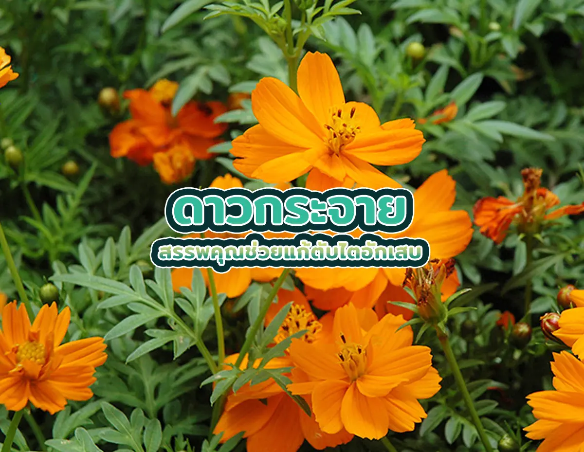 ดาวกระจาย 1 - ดาวกระจาย สรรพคุณช่วยแก้ตับไตอักเสบ ดาวกระจาย