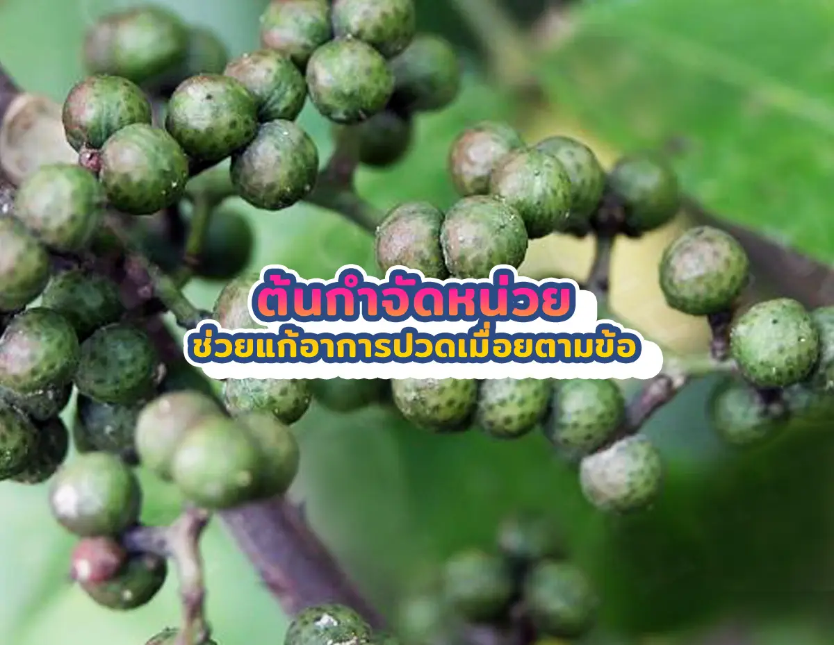 ต้นกำจัดหน่วย 2 - ต้นกำจัดหน่วย ช่วยแก้อาการปวดเมื่อยตามข้อ ต้นกำจัดหน่วย
