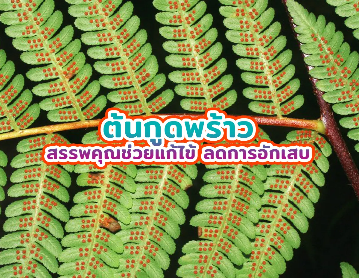 ต้นกูดพร้าว 2 - ต้นกูดพร้าว สรรพคุณช่วยแก้ไข้ ลดการอักเสบ ต้นกูดพร้าว