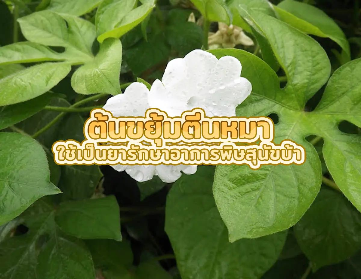 ต้นขยุ้มตีนหมา 1 - ต้นขยุ้มตีนหมา ใช้เป็นยารักษาอาการพิษสุนัขบ้า ขยุ้มตีนหมา