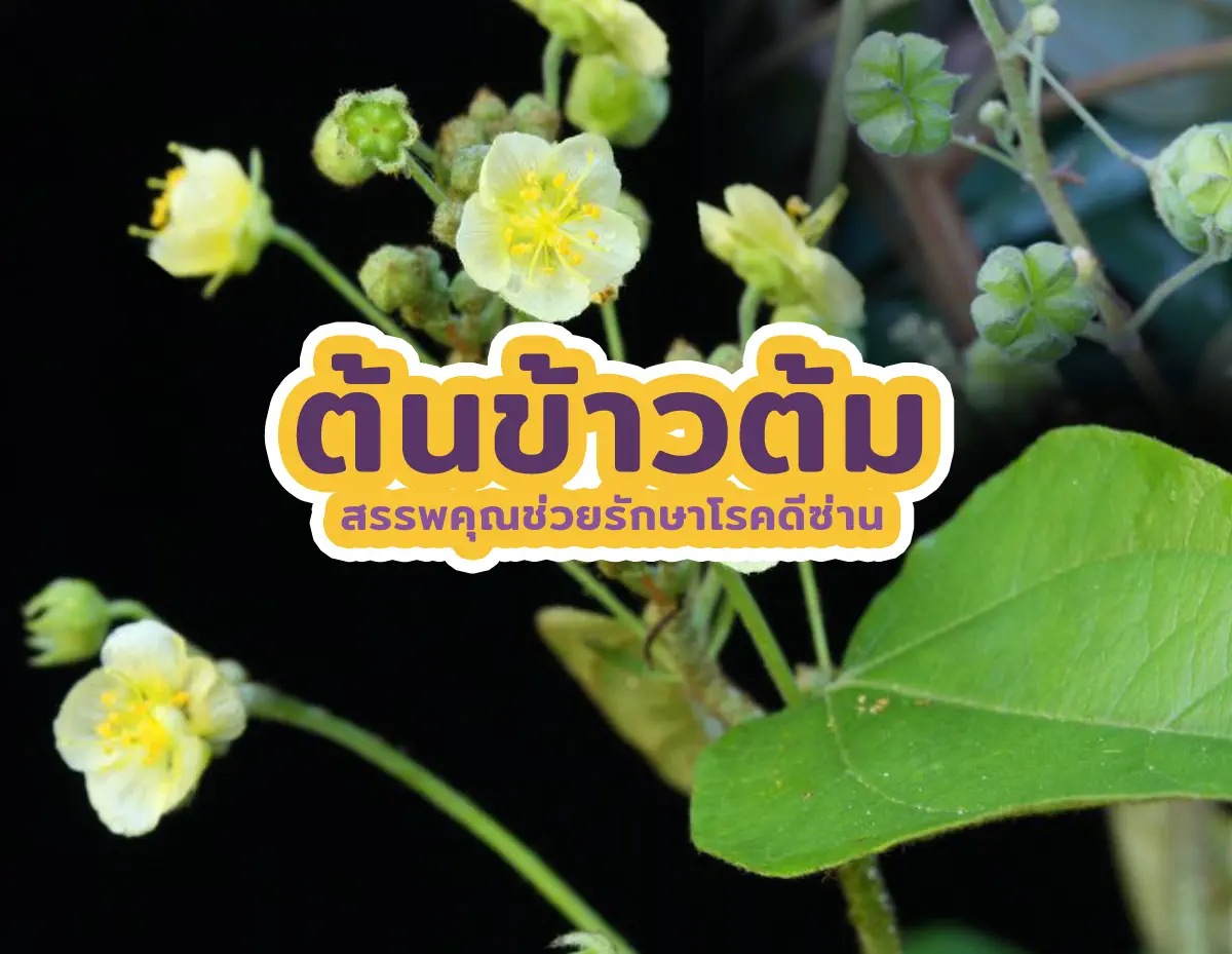 ต้นข้าวต้ม 2 - ต้นข้าวต้ม สรรพคุณช่วยรักษาโรคดีซ่าน ต้นข้าวต้ม