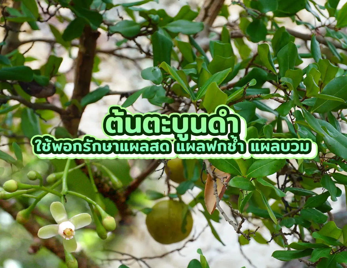 ต้นตะบูนดำ 1 - ตะบูนดำ ใช้พอกรักษาแผลสด แผลฟกช้ำ แผลบวม ตะบูนดำ
