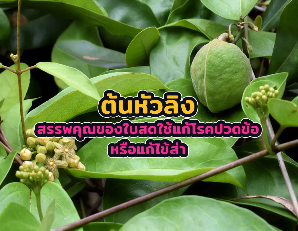 ต้นหัวลิง 1 - ต้นหัวลิง สรรพคุณของใบสดใช้แก้โรคปวดข้อหรือแก้ไข้ส่า ต้นหัวลิง