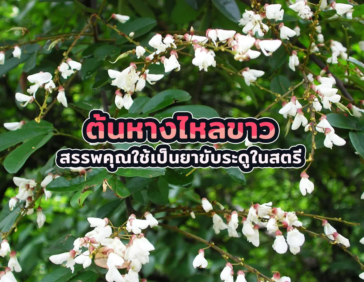 ต้นหางไหลขาว 1 - ต้นหางไหลขาว สรรพคุณใช้เป็นยาขับระดูในสตรี ต้นหางไหลขาว