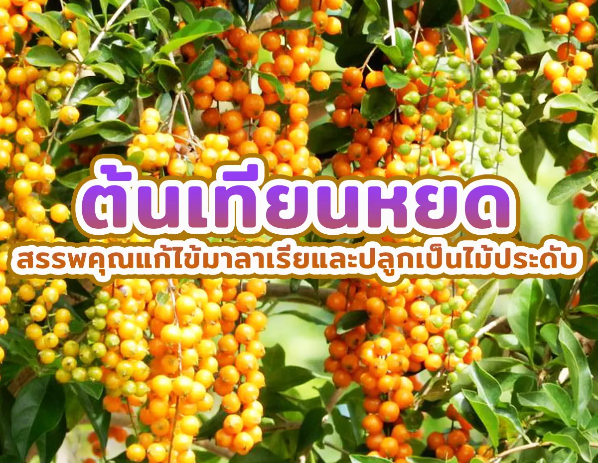 ต้นเทียนหยด 1 - เทียนหยด สรรพคุณแก้ไข้มาลาเรียและปลูกเป็นไม้ประดับ เทียนหยด