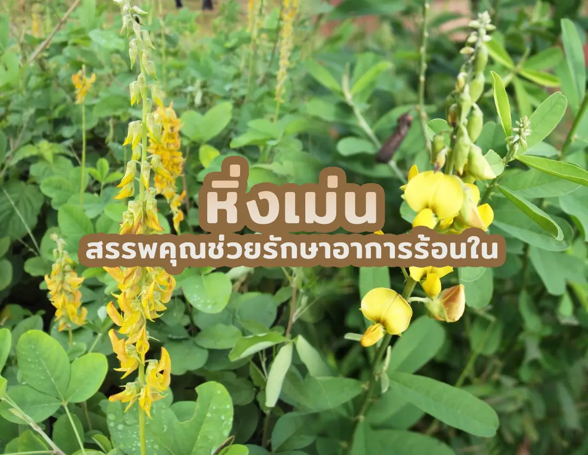 หิ่งเม่น 2 - หิ่งเม่น สรรพคุณช่วยรักษาอาการร้อนใน หิ่งเม่น