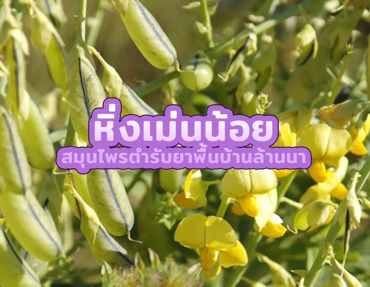 หิ่งเม่นน้อย 2 - หิ่งเม่นน้อย สมุนไพรตำรับยาพื้นบ้านล้านนา หิ่งเม่นน้อย