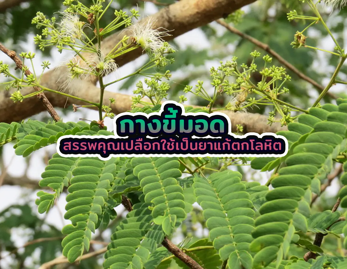 กางขี้มอด1 - กางขี้มอด สรรพคุณเปลือกใช้เป็นยาแก้ตกโลหิต กางขี้มอด