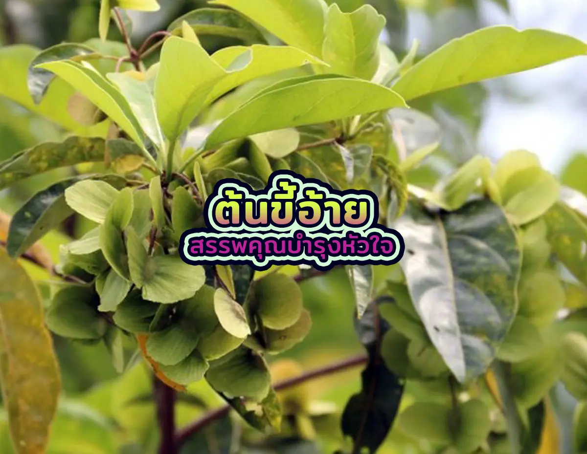 ต้นขี้อ้าย2 - ต้นขี้อ้าย สรรพคุณบำรุงหัวใจ ขี้อ้าย