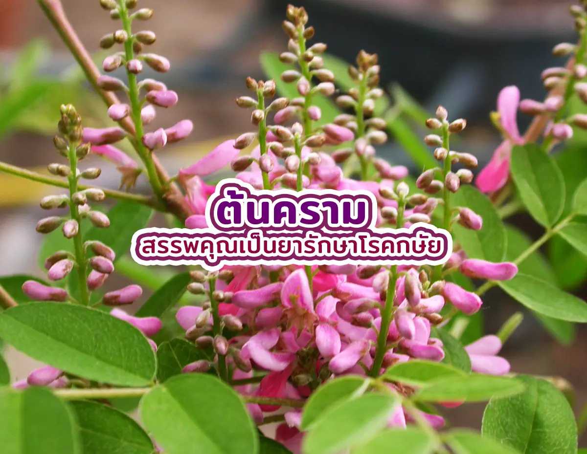 ต้นคราม2 - ต้นคราม สรรพคุณเป็นยารักษาโรคกษัย ต้นคราม