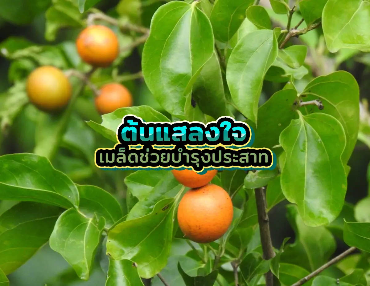 ต้นแสลงใจ1 - ต้นแสลงใจ เมล็ดช่วยบำรุงประสาท แสลงใจ