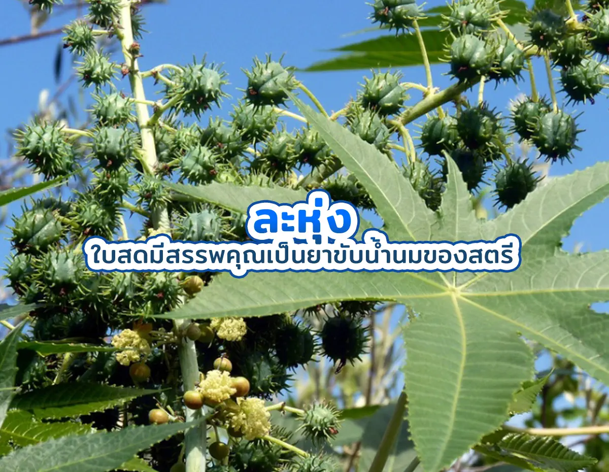 ละหุ่ง1 - ละหุ่ง ใบสดมีสรรพคุณเป็นยาขับน้ำนมของสตรี ละหุ่ง