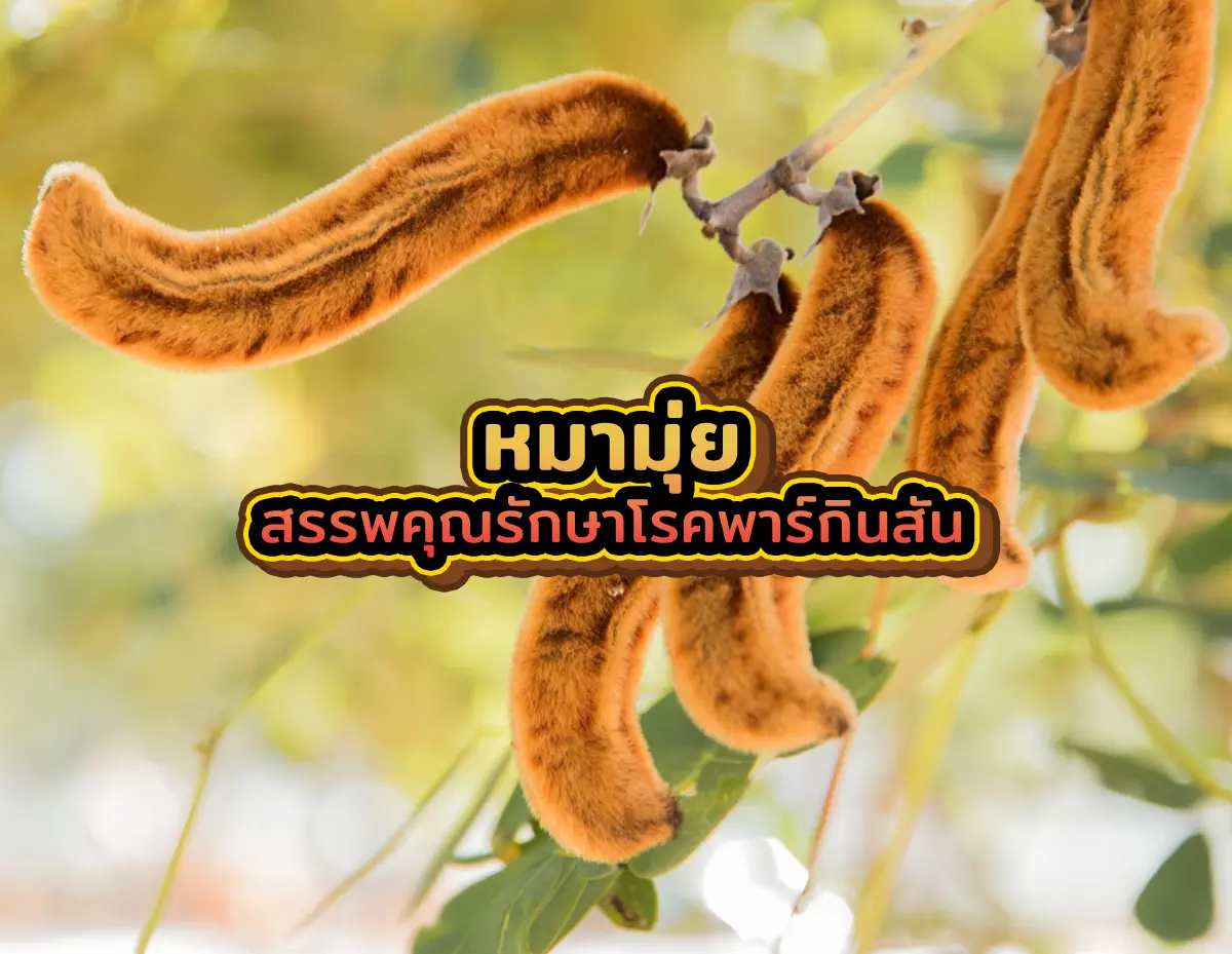หมามุ่ย2 - หมามุ่ย สรรพคุณรักษาโรคพาร์กินสัน หมามุ่ย