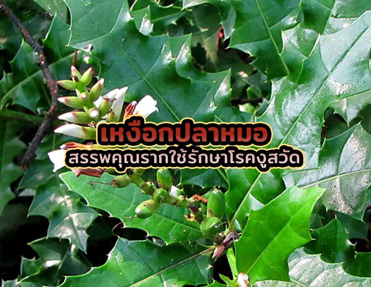 เหงือกปลาหมอ1 - เหงือกปลาหมอ สรรพคุณรากใช้รักษาโรคงูสวัด เหงือกปลาหมอ