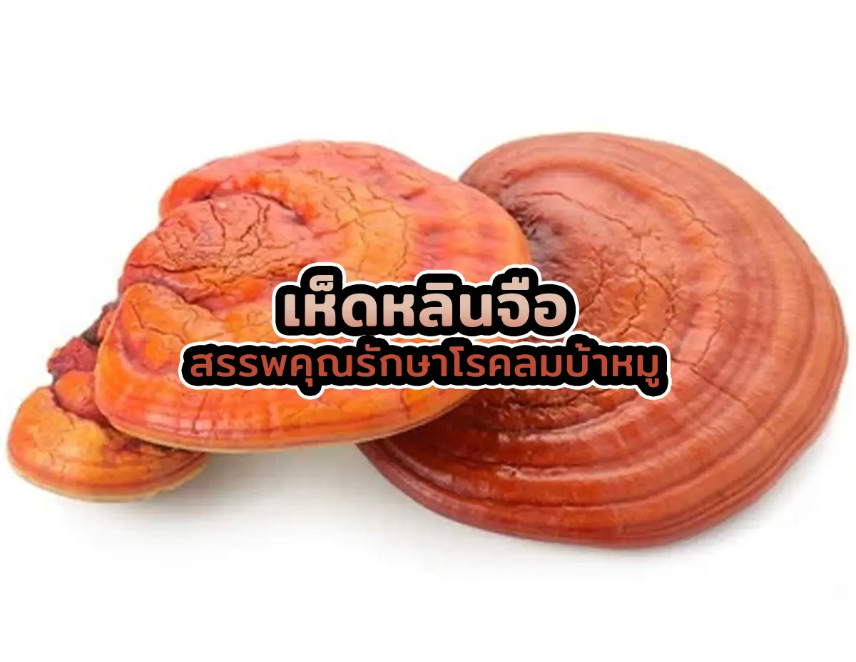 เห็ดหลินจือ2 - เห็ดหลินจือ สรรพคุณรักษาโรคลมบ้าหมู เห็ดหลินจือ