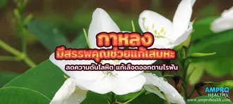 กาหลง มีสรรพคุณช่วยแก้เสมหะ ลดความดันโลหิต แก้เลือดออกตามไรฟัน กาหลง มีสรรพคุณช่วยแก้เสมหะ ลดความดันโลหิต แก้เลือดออกตามไรฟัน