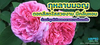 กุหลาบมอญ ดอกสีสดใสสวยงาม มีกลิ่นหอม ช่วยบำรุงหัวใจและคลายความอ่อนเพลีย กุหลาบมอญ ดอกสีสดใสสวยงาม มีกลิ่นหอม ช่วยบำรุงหัวใจและคลายความอ่อนเพลีย