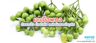 มะเขือพวง ต้านมะเร็ง ต้านไวรัส ลดไขมันและบำรุงไต มะเขือพวง ต้านมะเร็ง ต้านไวรัส ลดไขมันและบำรุงไต