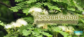 ทิ้งถ่อน หรือ “ถ่อน” ช่วยแก้ลมในร่างกาย ดีต่อระบบขับถ่าย ทิ้งถ่อน หรือ “ถ่อน” ช่วยแก้ลมในร่างกาย ดีต่อระบบขับถ่าย