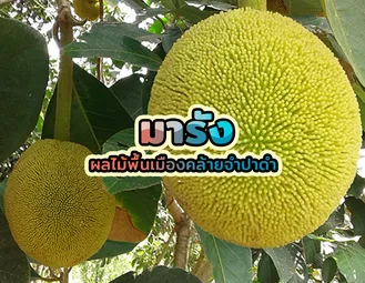 มารัง 1 - มารัง ผลไม้พื้นเมืองคล้ายจำปาดะ มารัง