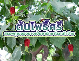 ต้นโพธิ์ศรี 2 - ต้นโพธิ์ศรี สรรพคุณของยางเป็นยารักษาโรคเท้าช้าง ต้นโพธิ์ศรี