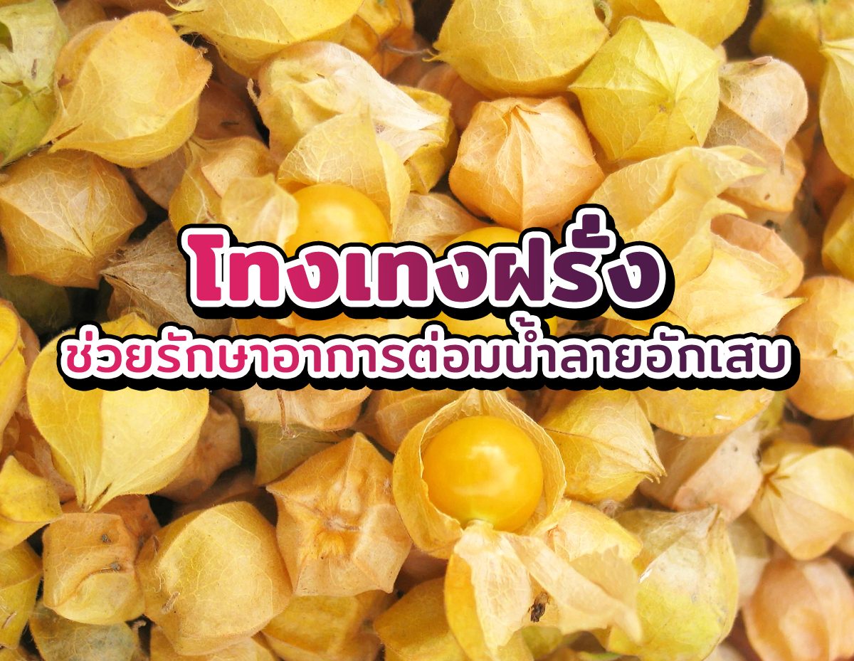 โทงเทงฝรั่ง ช่วยรักษาอาการต่อมน้ำลายอักเสบ